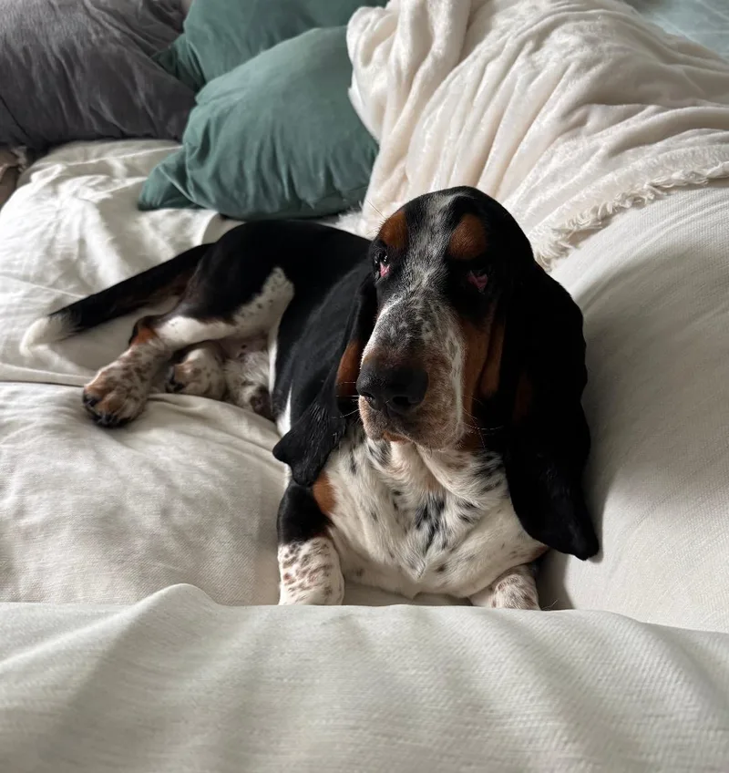 Hank And Dolly thumbnail 3