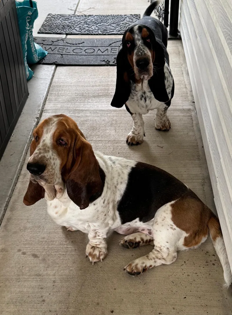 Hank And Dolly thumbnail 4
