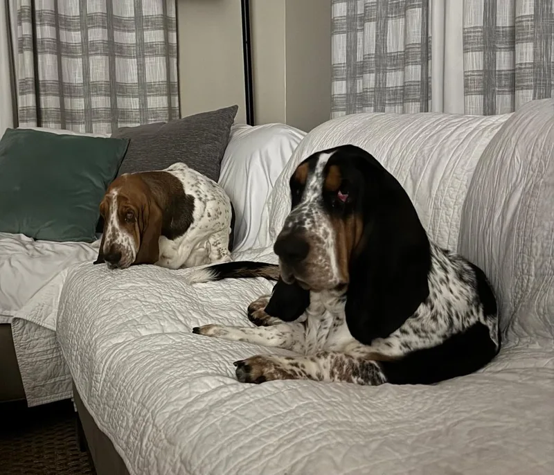 A young medium-sized male Tricolor (Brown, Black, & White) Basset Hound dog named Hank And Dolly for adoption in Auburndale, FL