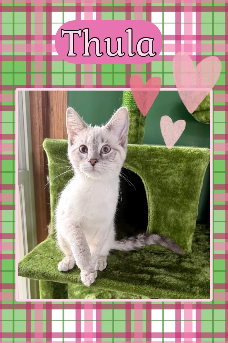 A young small-sized female Gray & White Domestic Short Hair cat named Thula for adoption in Kearney, NE