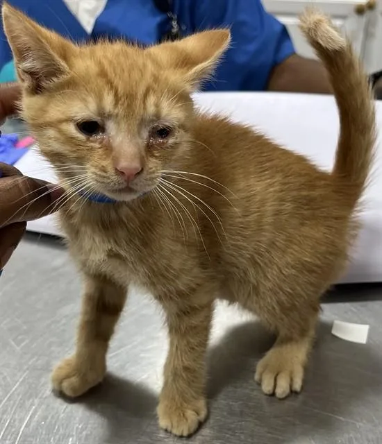 A baby small-sized male Domestic Short Hair cat named Channing for adoption in Upper Marlboro, MD