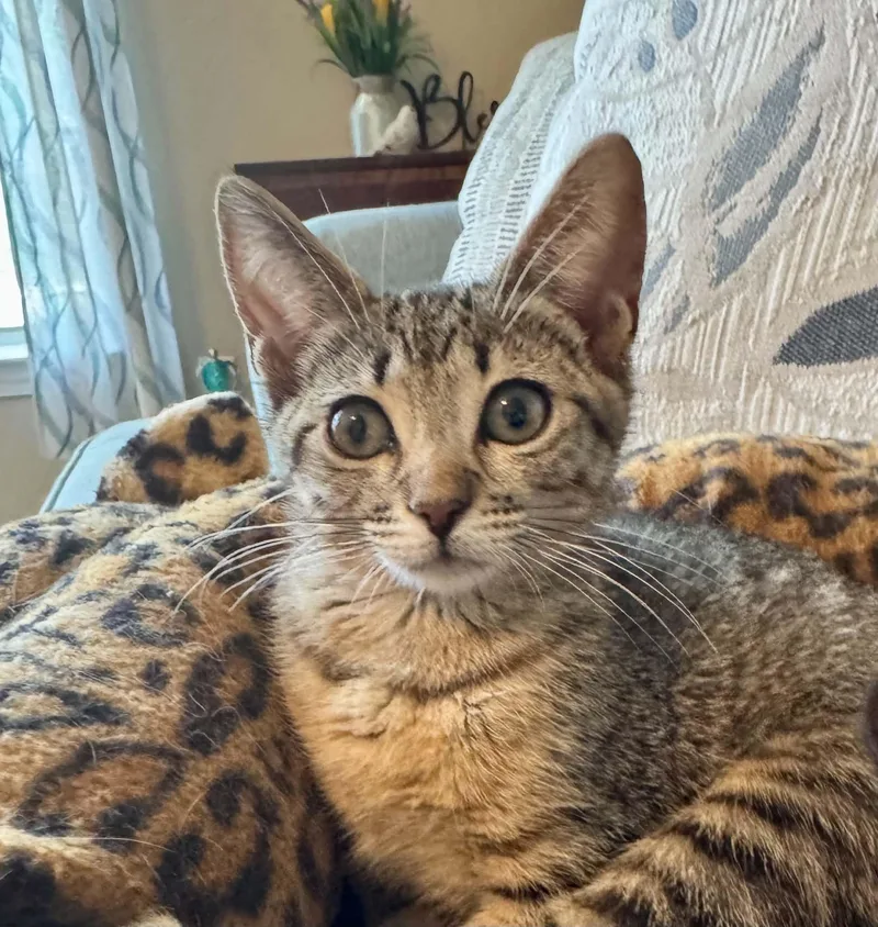 A baby medium-sized female Tabby (Brown / Chocolate) Domestic Short Hair cat named Pixie for adoption in Jacksonville, FL