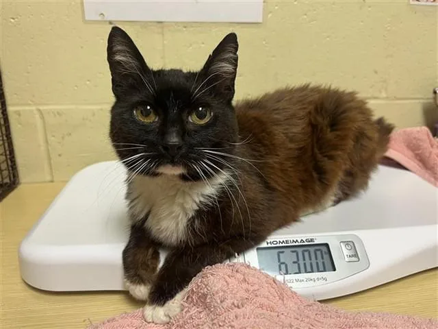 A senior medium-sized female Domestic Short Hair cat named Fig for adoption in Sacramento, CA