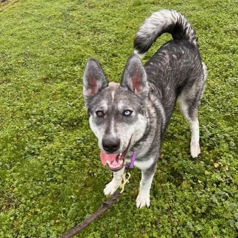 An adult large-sized female Gray / Blue / Silver Husky dog named Odesza for adoption in Port Townsend, WA