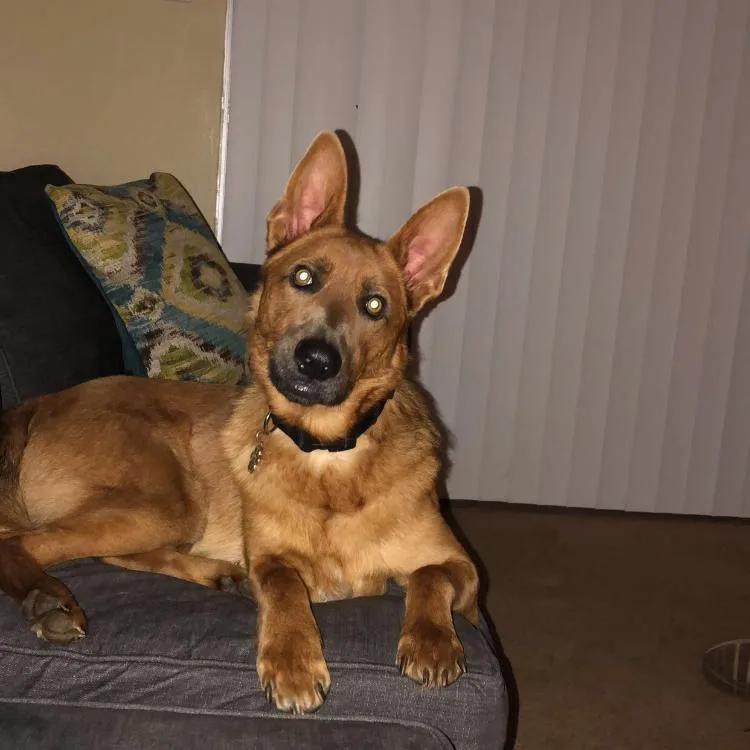 A senior medium-sized male Brown / Chocolate Belgian Shepherd / Malinois dog named Tobi for adoption in Reno, NV
