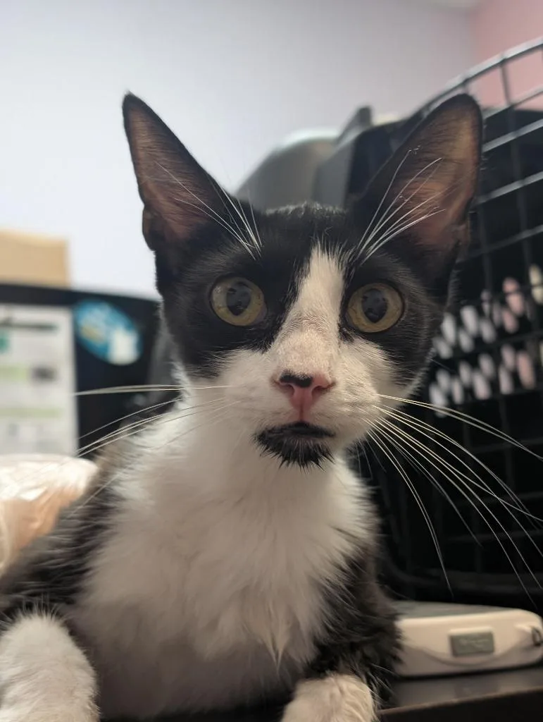 A young small-sized female Domestic Short Hair cat named Arlo for adoption in New Braunfels, TX