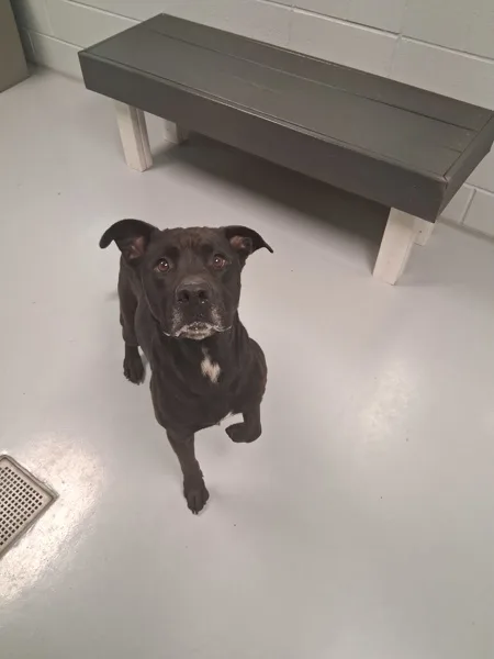 An adult medium-sized male Labrador Retriever dog named Nippsy for adoption in Topeka, KS