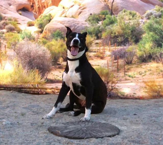 A young medium-sized female Pit Bull Terrier dog named Jazzy for adoption in Thousand Palms, CA