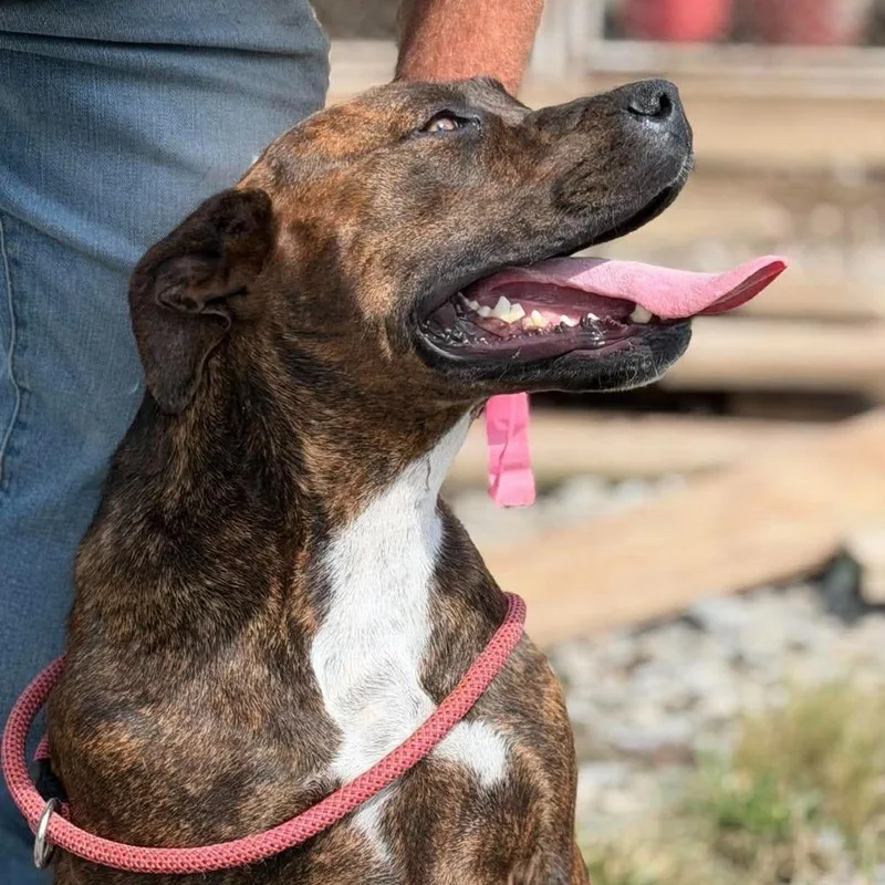 An adult medium-sized female Brown / Chocolate Mixed Breed dog named Meadow for adoption in Frederick, MD