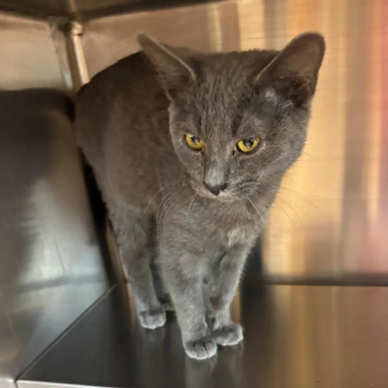 A baby small-sized male Gray / Blue / Silver Domestic Short Hair cat named Marco for adoption in Madisonville, TN