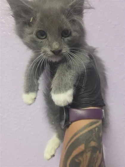 A baby small-sized female Gray / Blue / Silver Domestic Short Hair cat named 61118807 for adoption in El Paso, TX