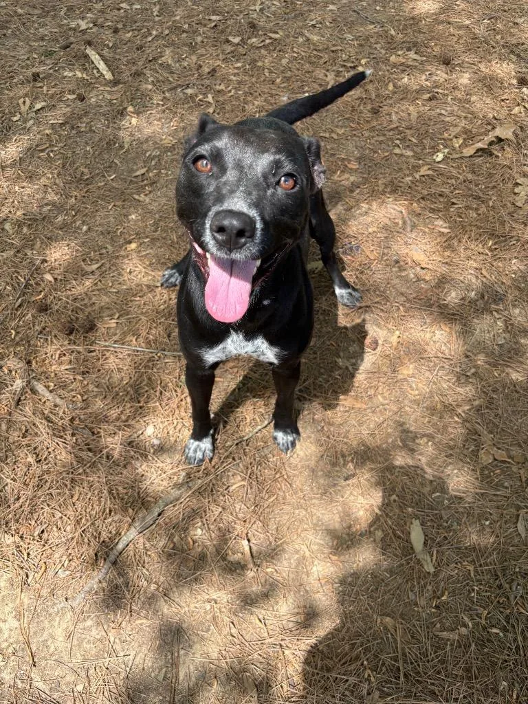 An adult medium-sized female Terrier dog named Faye for adoption in Little Rock, AR