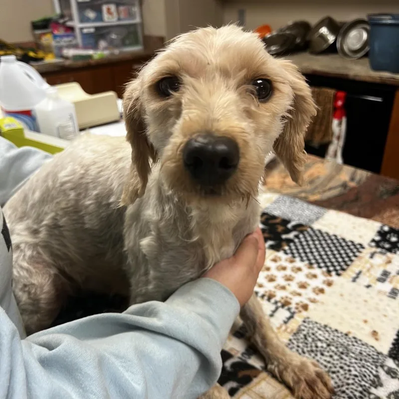 An adult large-sized female Golden Retriever dog named Avery for adoption in Norfolk, NE