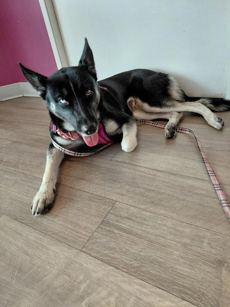 A young medium-sized female German Shepherd Dog dog named Luna OS for adoption in Cupertino, CA