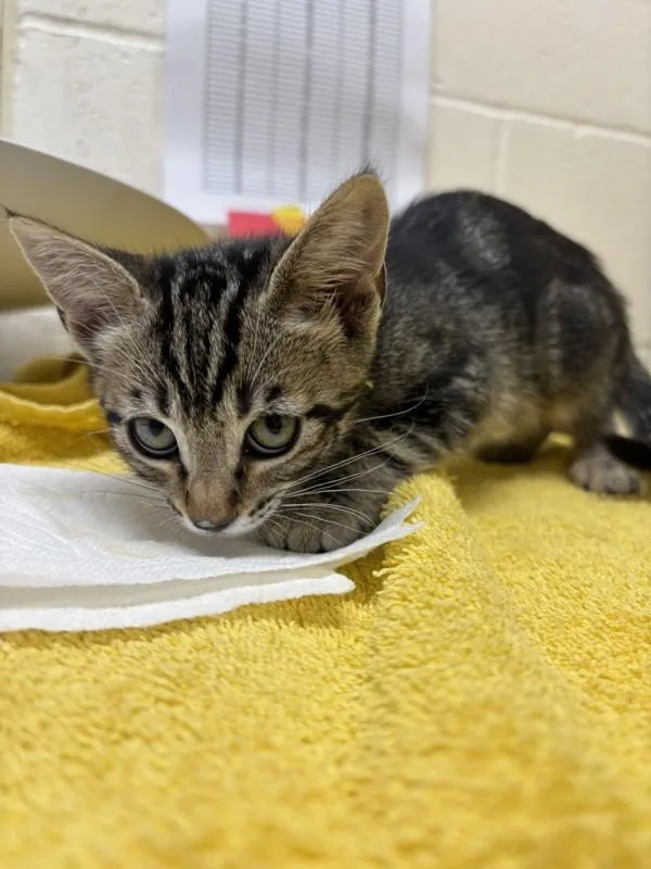 A baby small-sized female Domestic Short Hair cat named Big Bird for adoption in Santa Rosa, CA