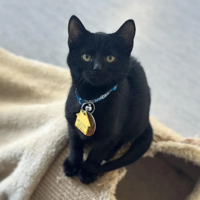 A baby small-sized male Black Domestic Short Hair cat named WV New England Pie for adoption in Port Washington, NY