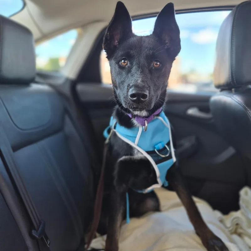 A young medium-sized female Terrier dog named Sweet Pea for adoption in Woodstock, IL