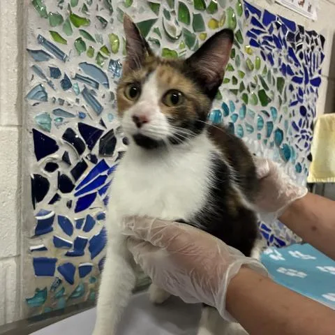 A young medium-sized female Domestic Short Hair cat named Elara for adoption in Pensacola, FL