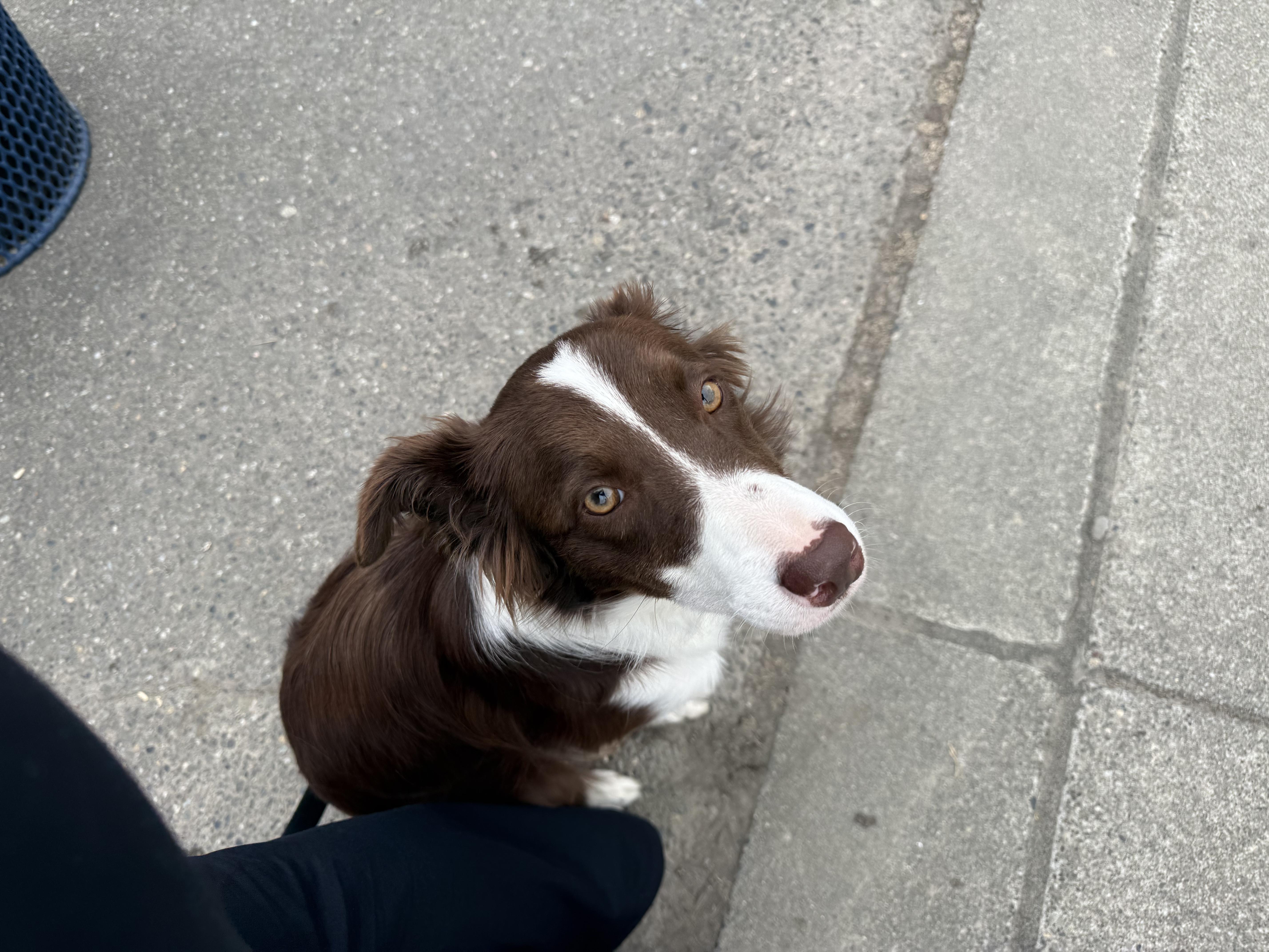 A young medium-sized female Border Collie dog named Kia for adoption in Bend, OR