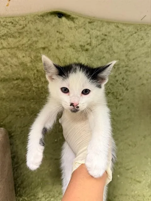 A baby small-sized female Domestic Short Hair cat named Lola for adoption in Riverside, CA