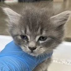 A baby small-sized male Gray & White Domestic Medium Hair cat named Square for adoption in Rapid City, SD