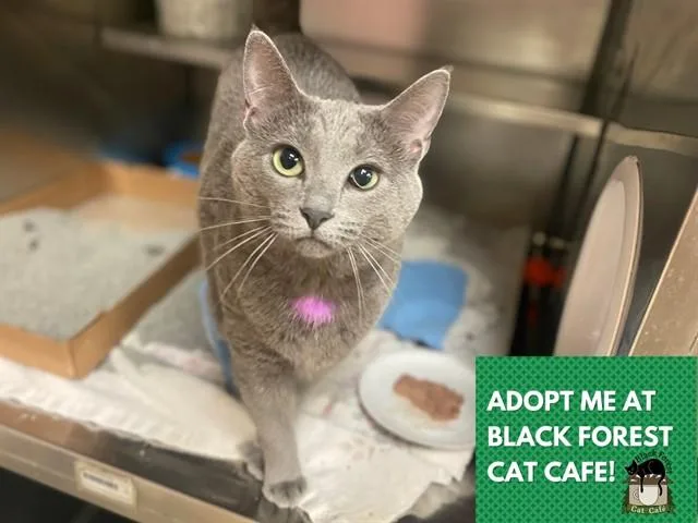 A young small-sized female Domestic Short Hair cat named Stormy for adoption in Fort Wayne, IN