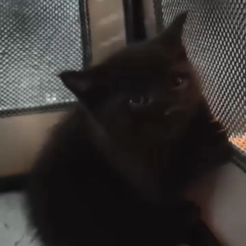 A baby small-sized male Black Domestic Medium Hair cat named Sausage for adoption in Long Beach, CA