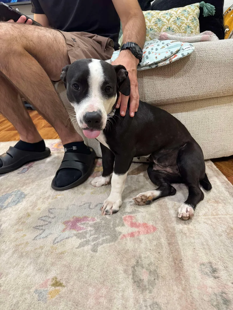 Tiny Tina thumbnail 6