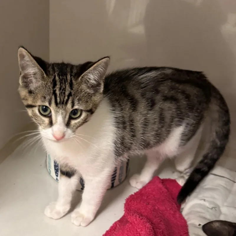 A baby small-sized male Brown / Chocolate Domestic Short Hair cat named Mellow for adoption in Redwood City, CA