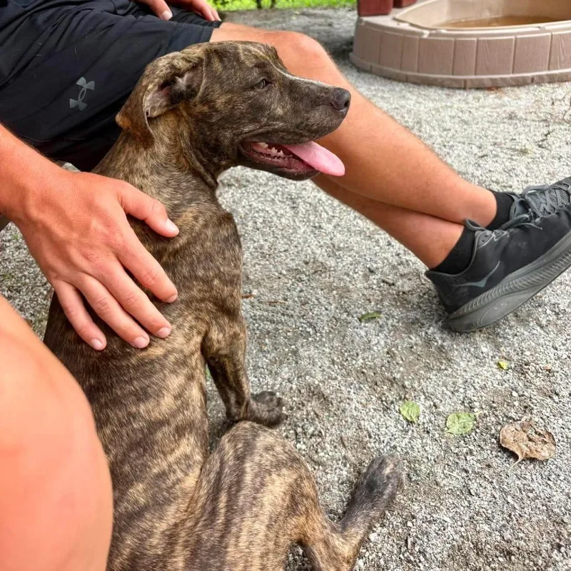 A young medium-sized female Brindle Plott Hound dog named Cashmere for adoption in Windsor, VA