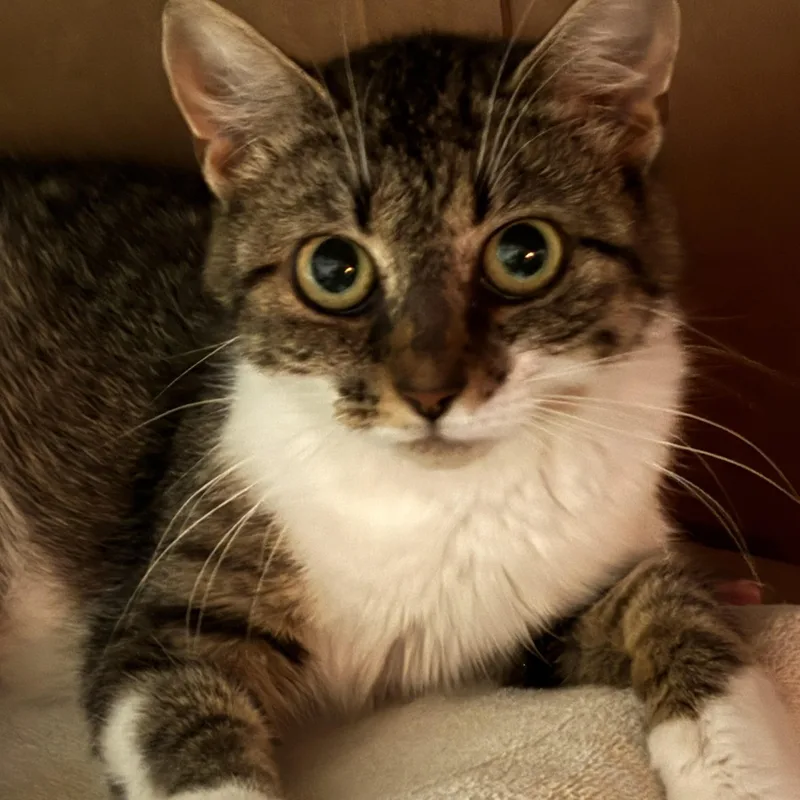 A baby small-sized female Domestic Short Hair cat named Ireland for adoption in Pittsburgh, PA