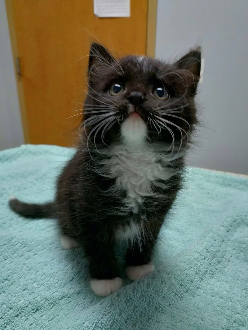 A young medium-sized male Black & White / Tuxedo Domestic Long Hair cat named Fluffernut for adoption in Baltimore, MD