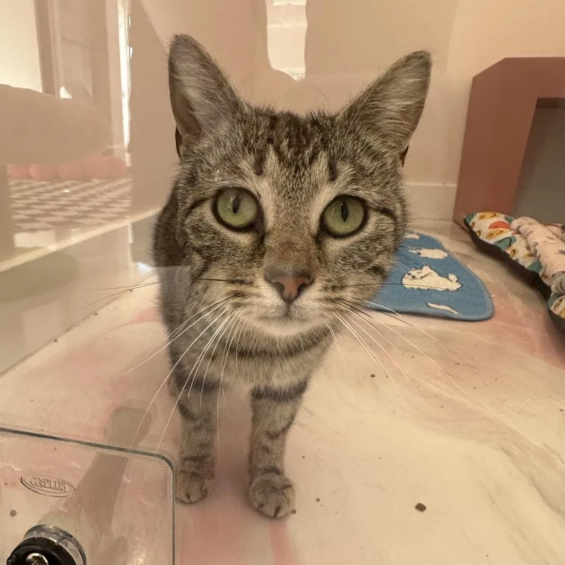 A young medium-sized female Black Domestic Short Hair cat named Sylvie for adoption in Forest Park, IL