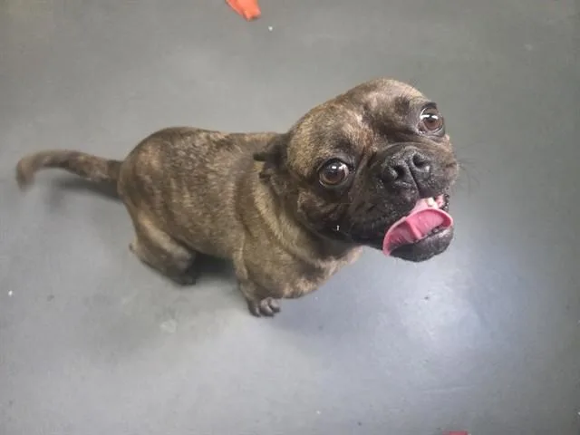 A young small-sized female Pug dog named Cypress for adoption in Antioch, CA