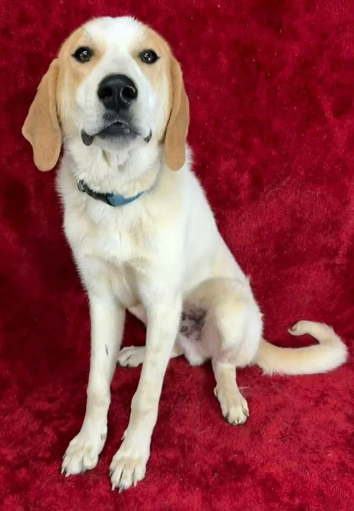 A baby large-sized male Great Pyrenees dog named Tucker for adoption in Manhattan, NY