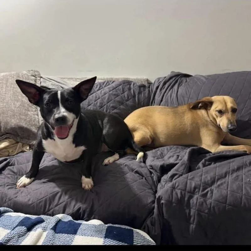 A young medium-sized male Basset Hound dog named Kiki for adoption in Philadelphia, PA