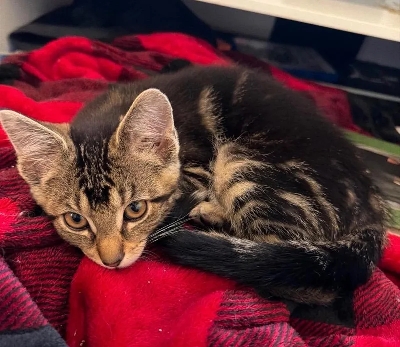 A baby medium-sized male Domestic Short Hair cat named Chourio for adoption in Fond Du Lac, WI