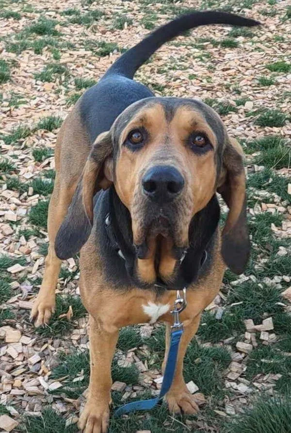An adult extra large-sized male Bloodhound dog named Richard for adoption in Salem, OR