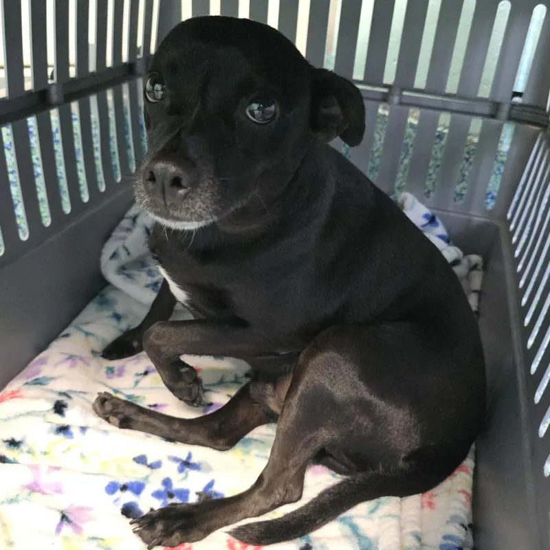 An adult small-sized male Black Mixed Breed dog named Brandon for adoption in Naples, FL