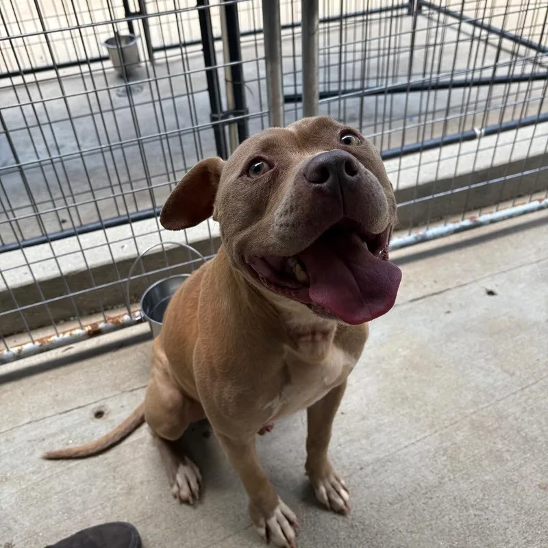 An adult medium-sized male Yellow / Tan / Blond / Fawn Mixed Breed dog named Julius for adoption in Columbus, NC