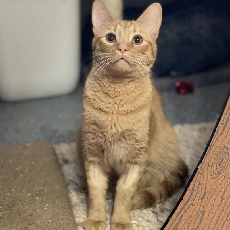 Crescent thumbnail 2