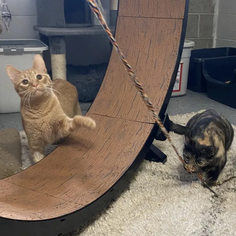 Crescent thumbnail 3