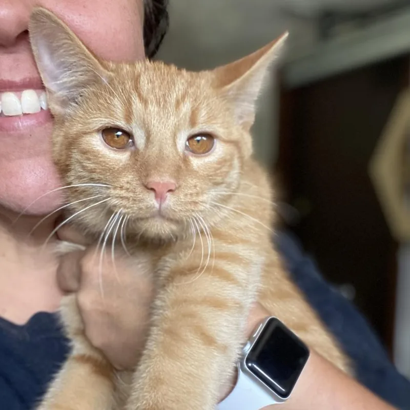 Crescent thumbnail 4