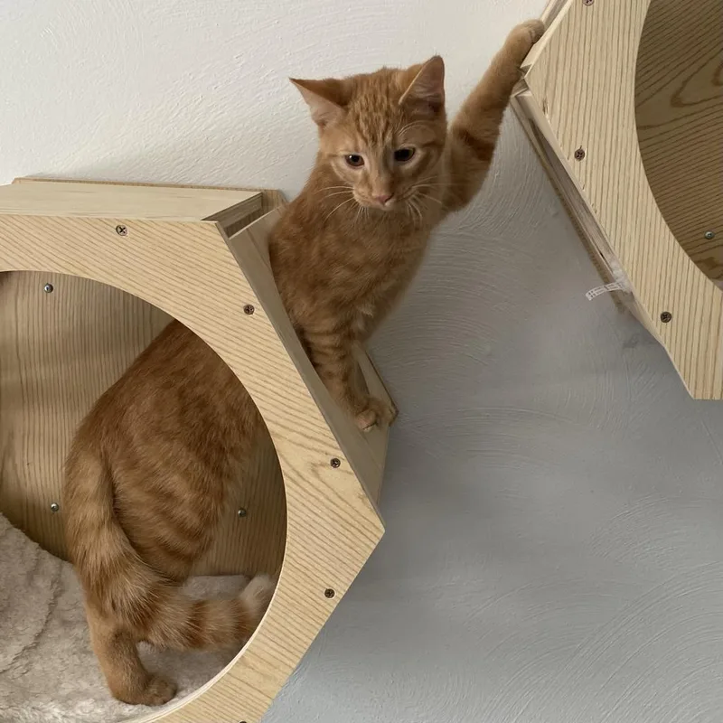 Crescent thumbnail 5