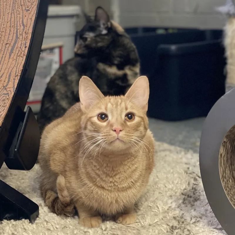 Crescent thumbnail 6