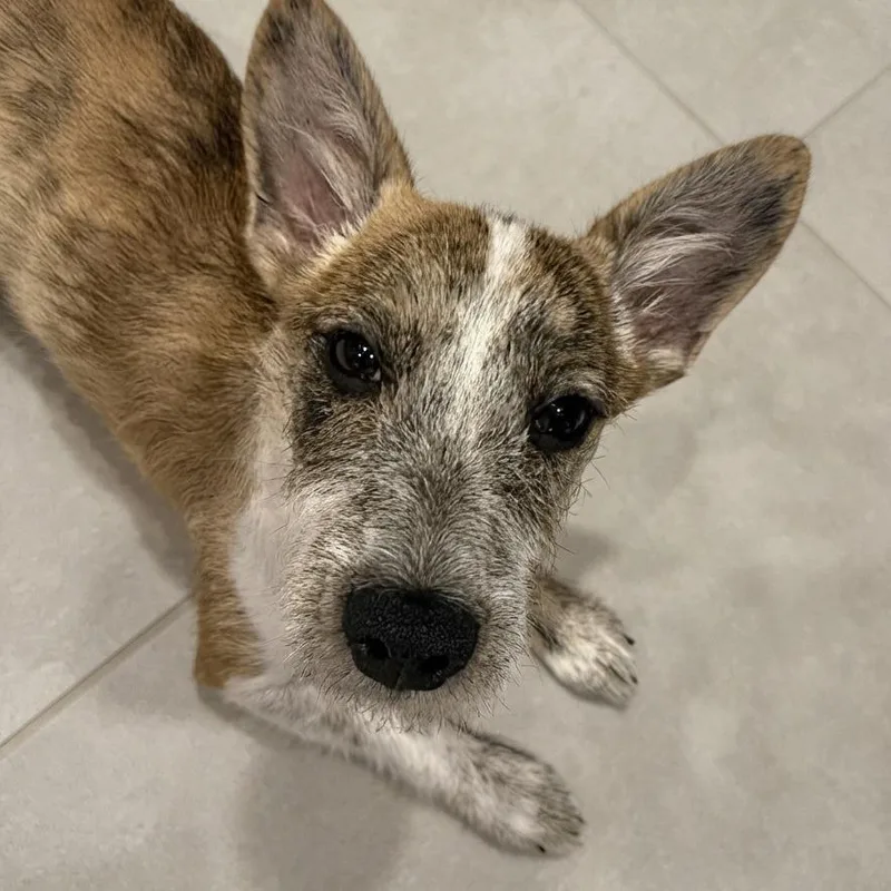 A baby small-sized male Terrier dog named Dagwood for adoption in Boerne, TX