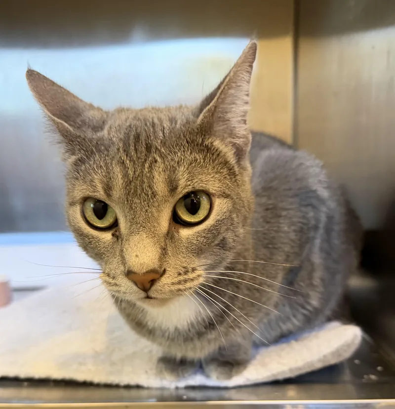 An adult medium-sized female Tabby (Gray / Blue / Silver) Domestic Short Hair cat named Chloe for adoption in Bloomsdale, MO