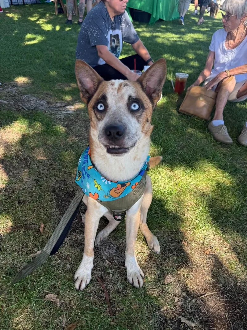 A young medium-sized male Australian Cattle Dog / Blue Heeler named Radwick for adoption in Las Vegas, NV