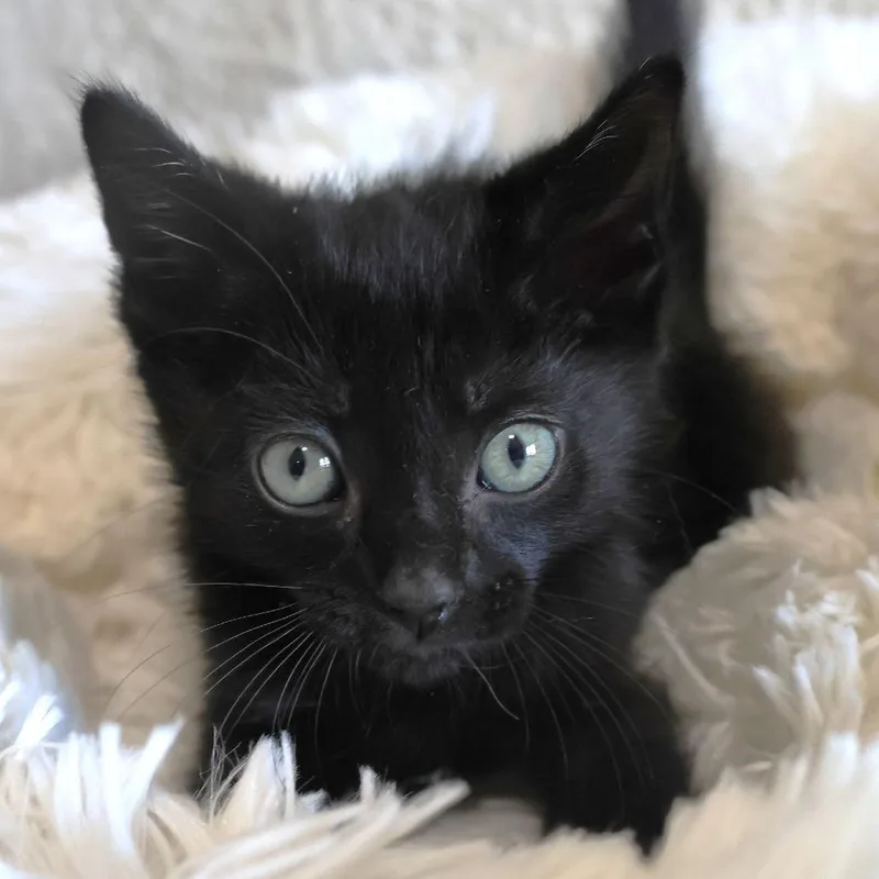 A baby small-sized male Black Domestic Short Hair cat named Snap for adoption in Chaska, MN