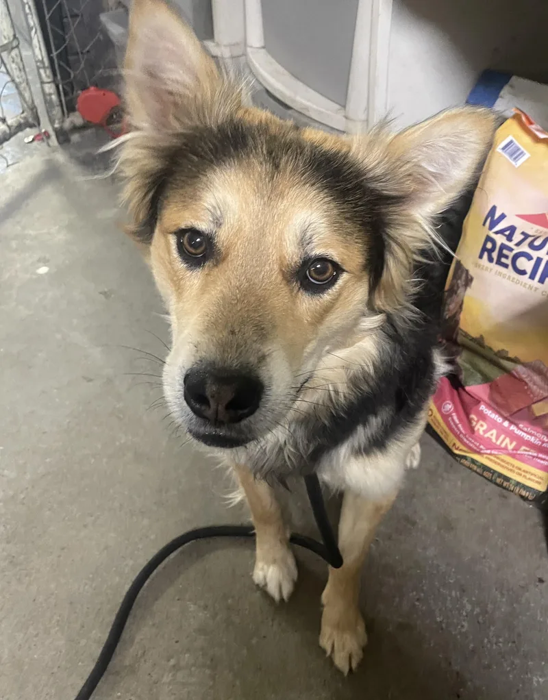 An adult medium-sized male Shepherd dog named Donny for adoption in Billings, MT